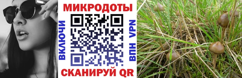 мориарти официальный сайт  Куровское  Псилоцибиновые грибы Psilocybine cubensis  закладка  hydra как войти 